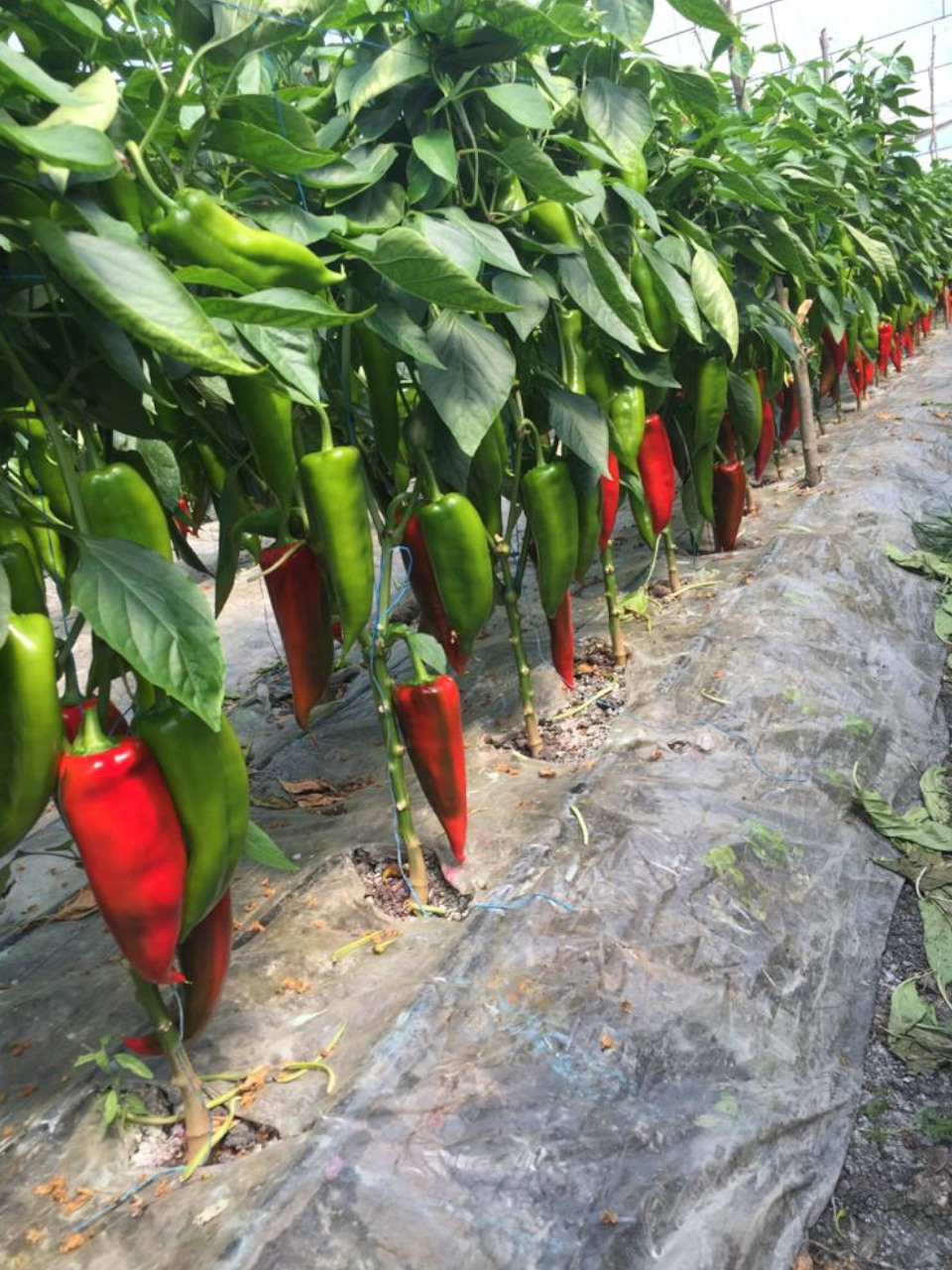 peppers number 0