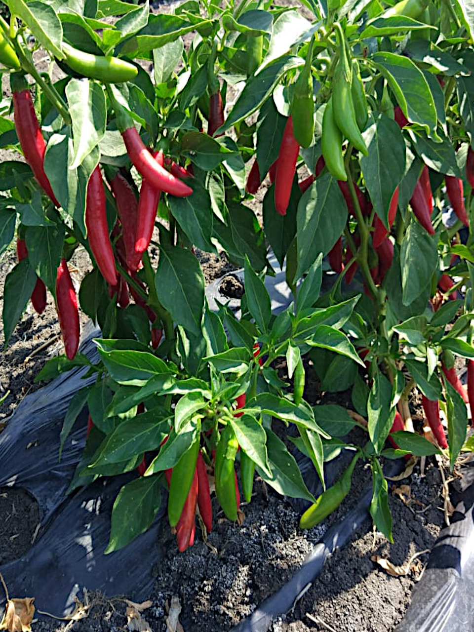 peppers number 4