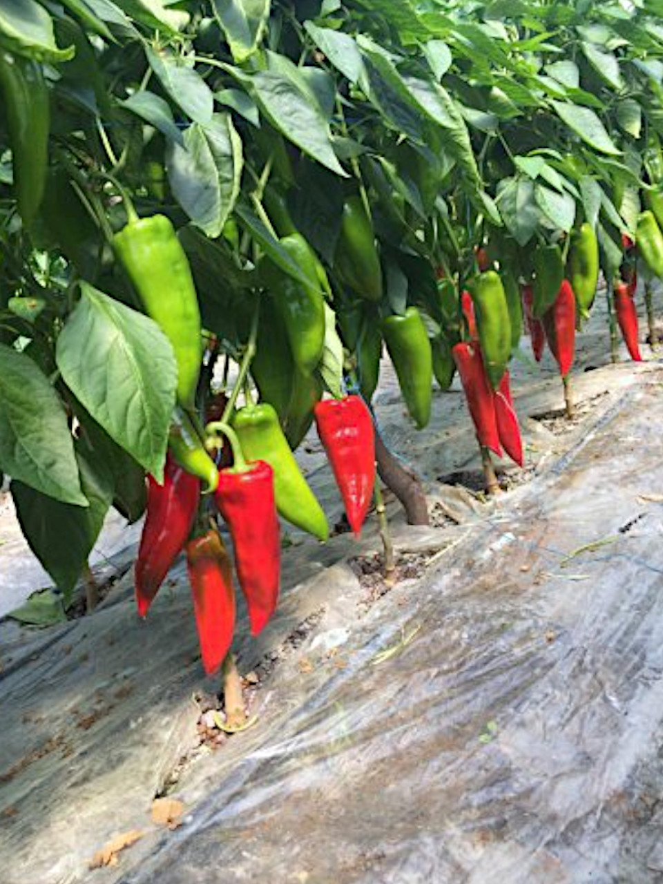 peppers number 5
